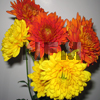 fall cushion chrysanthemum flowers